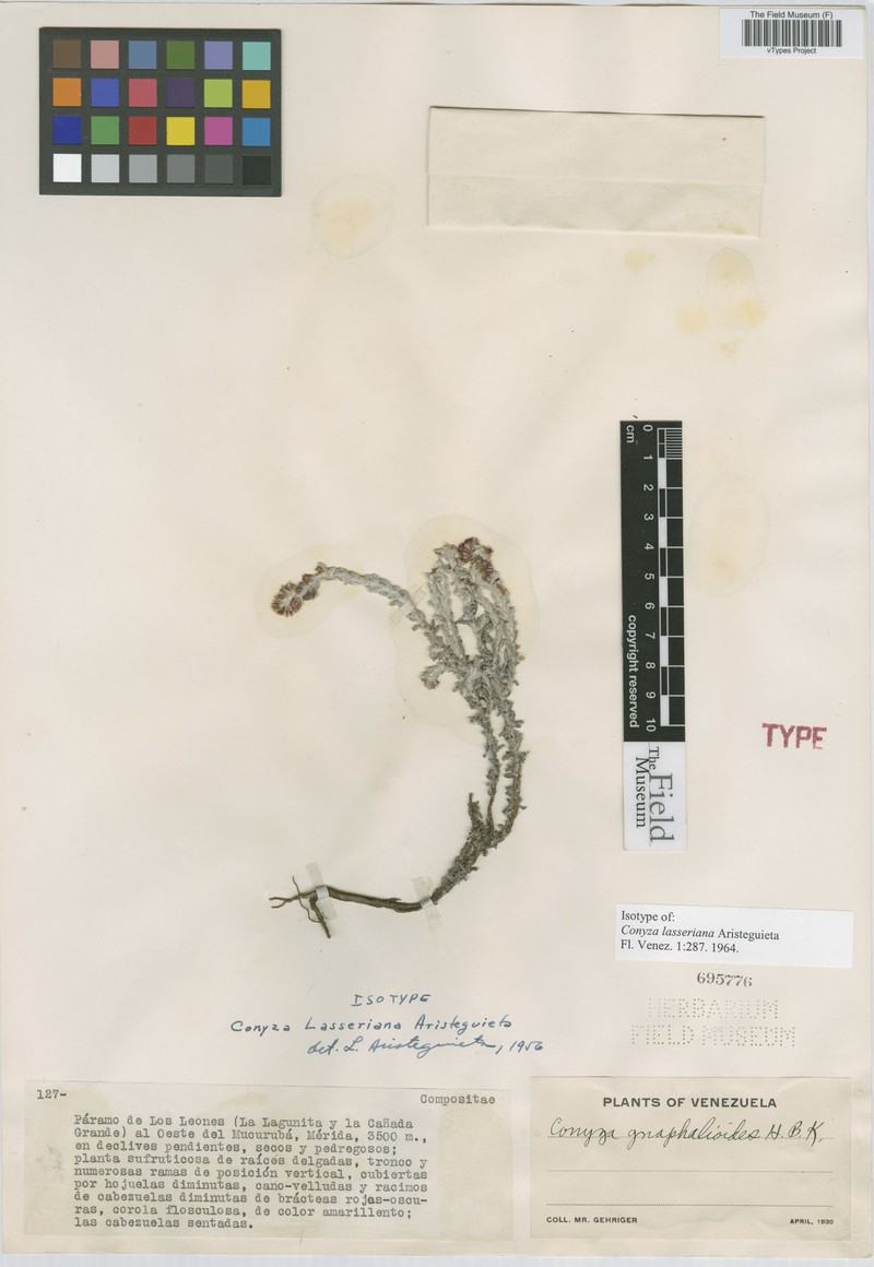 Laennecia lasseriana