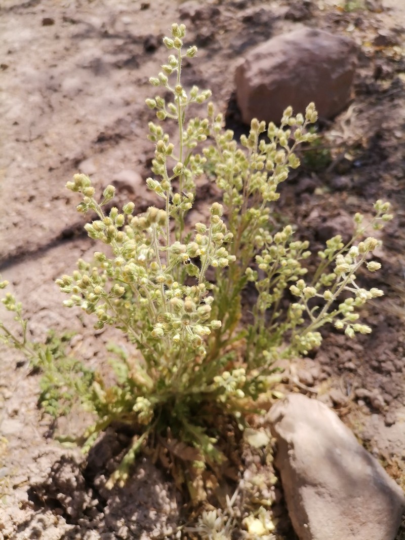Laennecia mapimiana