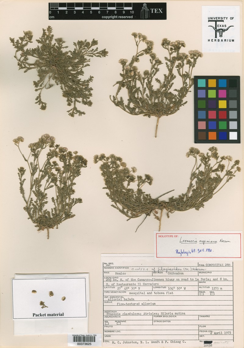 Laennecia mapimiana photo 2
