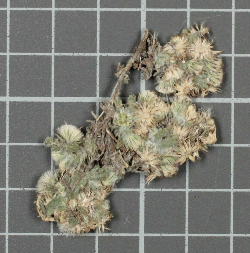 Laennecia microglossa