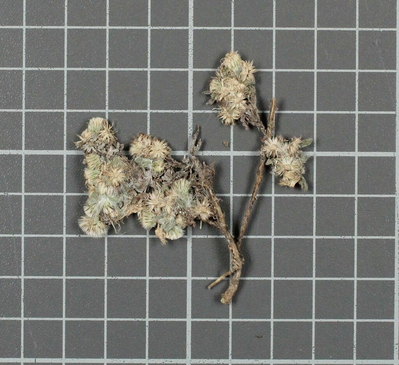 Laennecia microglossa photo 4