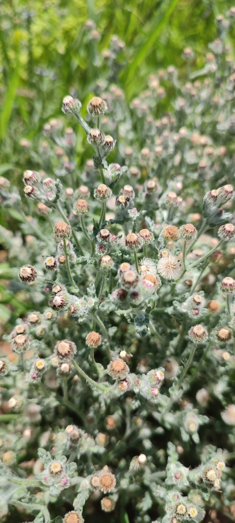 Laennecia microglossa photo 5