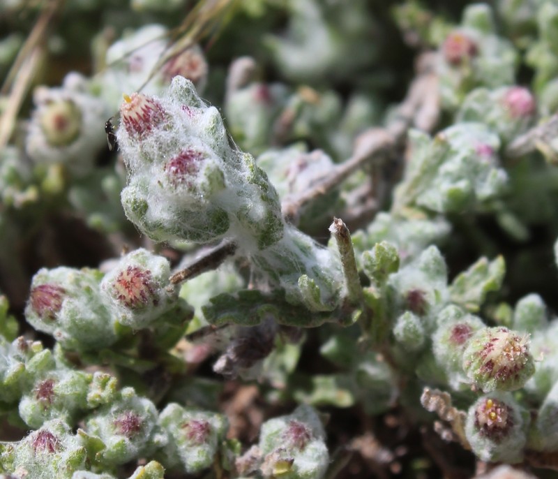Laennecia microglossa photo 7