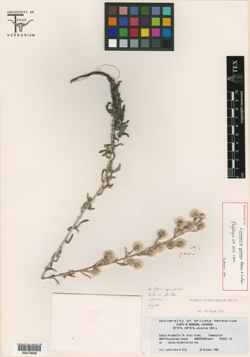 Laennecia pimana
