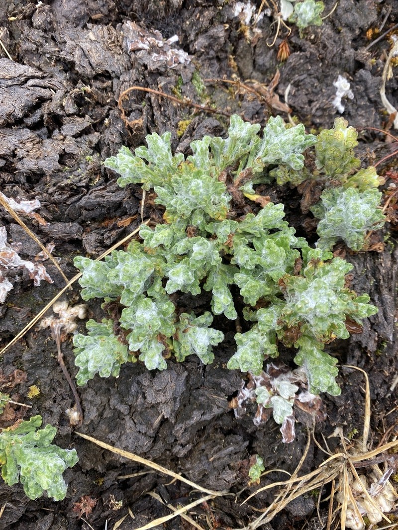 Laennecia prolialba photo 2