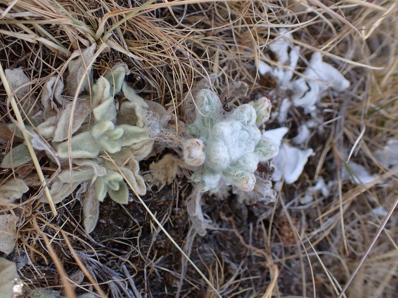 Laennecia prolialba photo 3