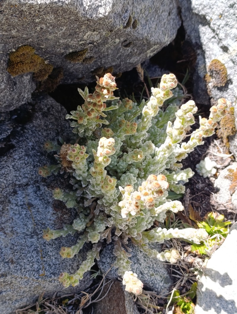 Laennecia prolialba photo 4
