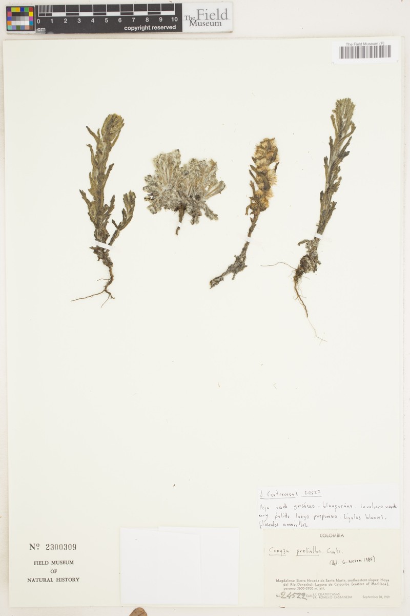Laennecia prolialba photo 6