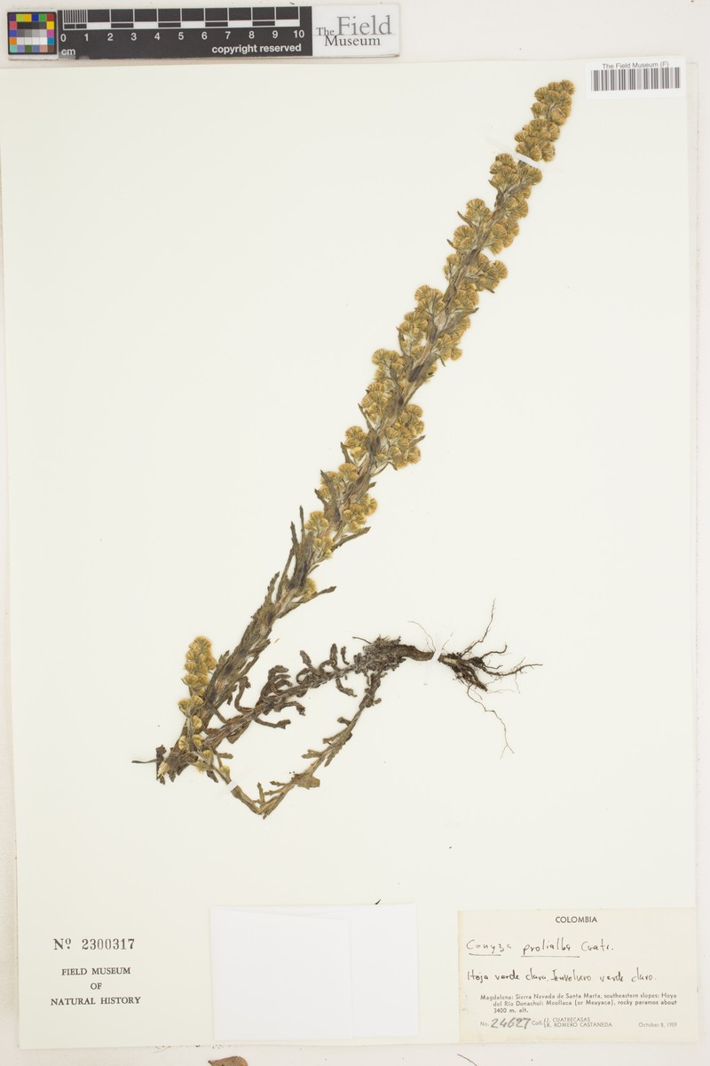 Laennecia prolialba photo 7