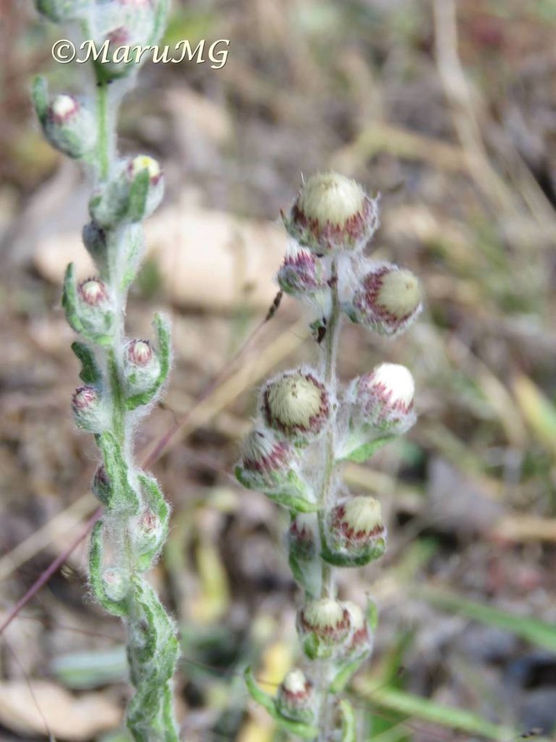 Pineland Horseweed