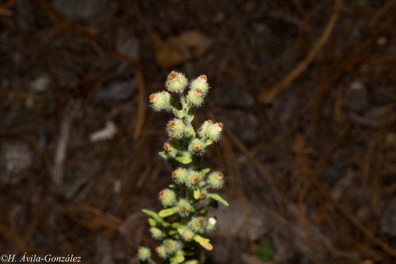 Pineland Horseweed photo 2