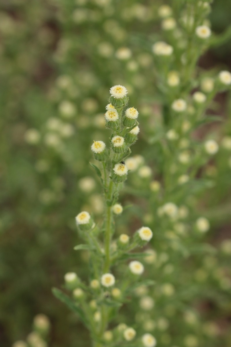 Pineland Horseweed photo 3