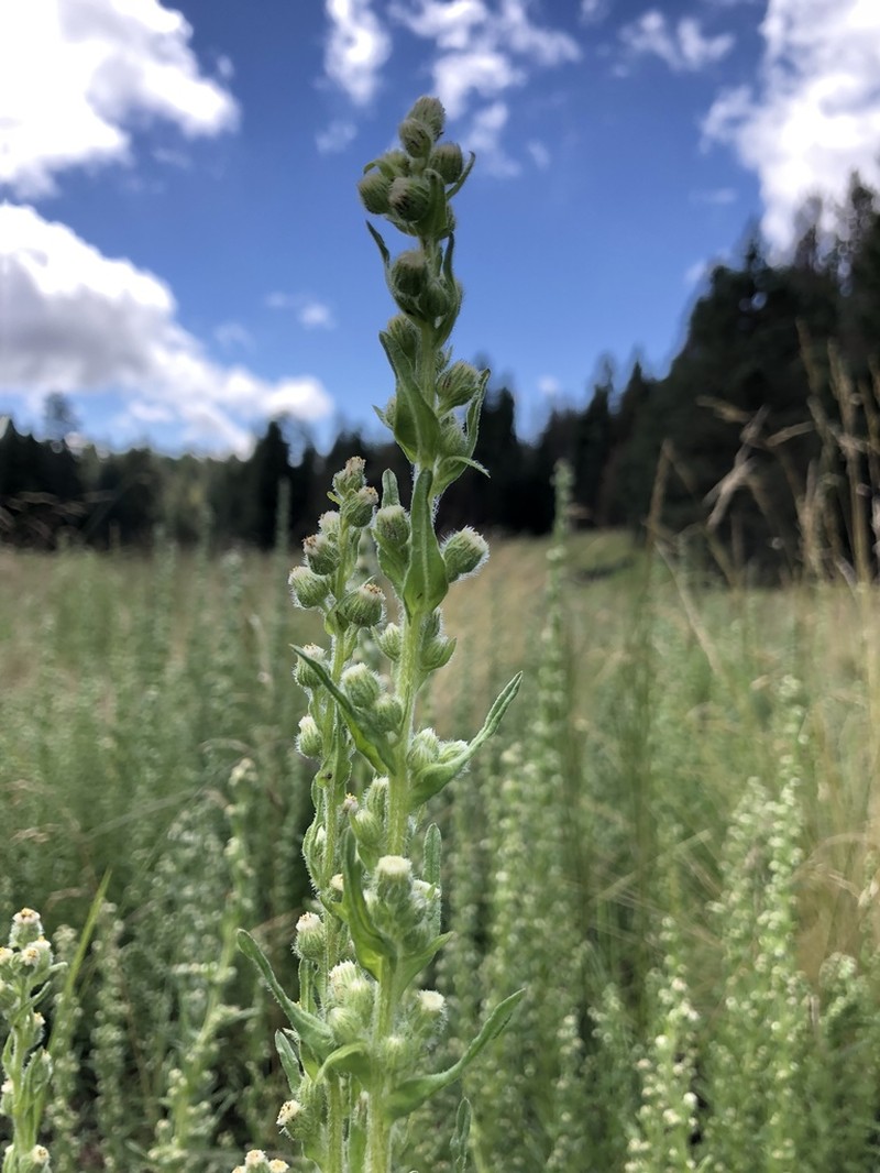 Pineland Horseweed photo 4