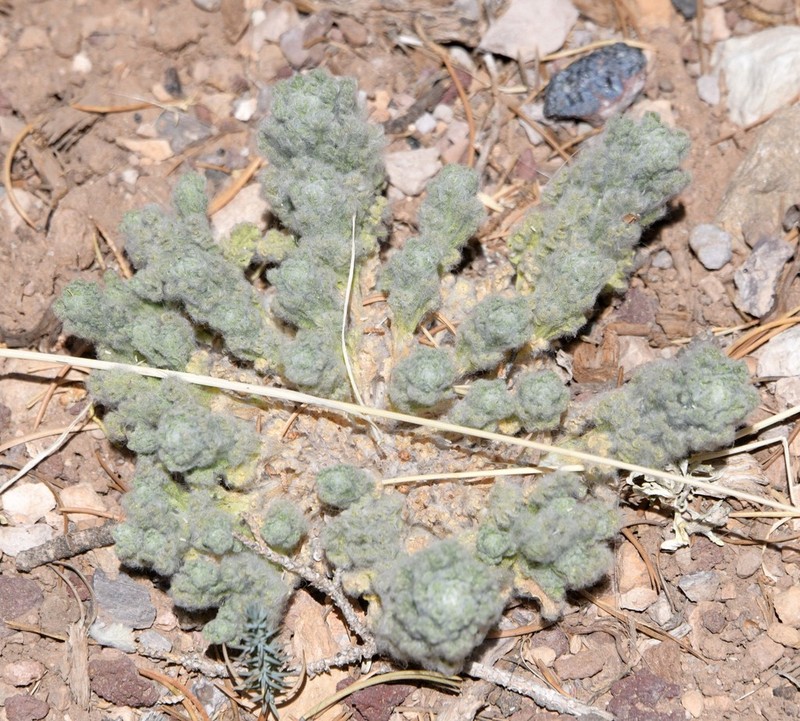 Pineland Horseweed photo 5