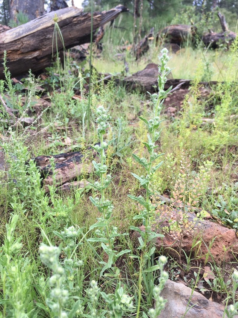 Pineland Horseweed photo 6