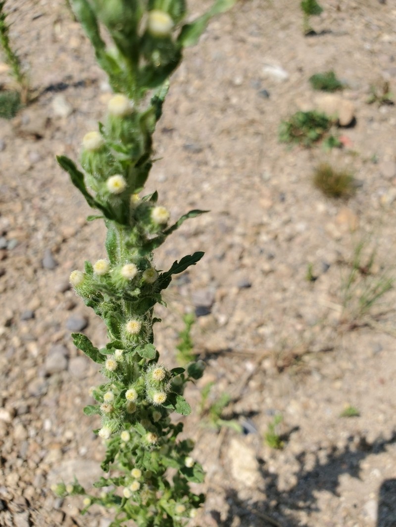 Pineland Horseweed photo 7