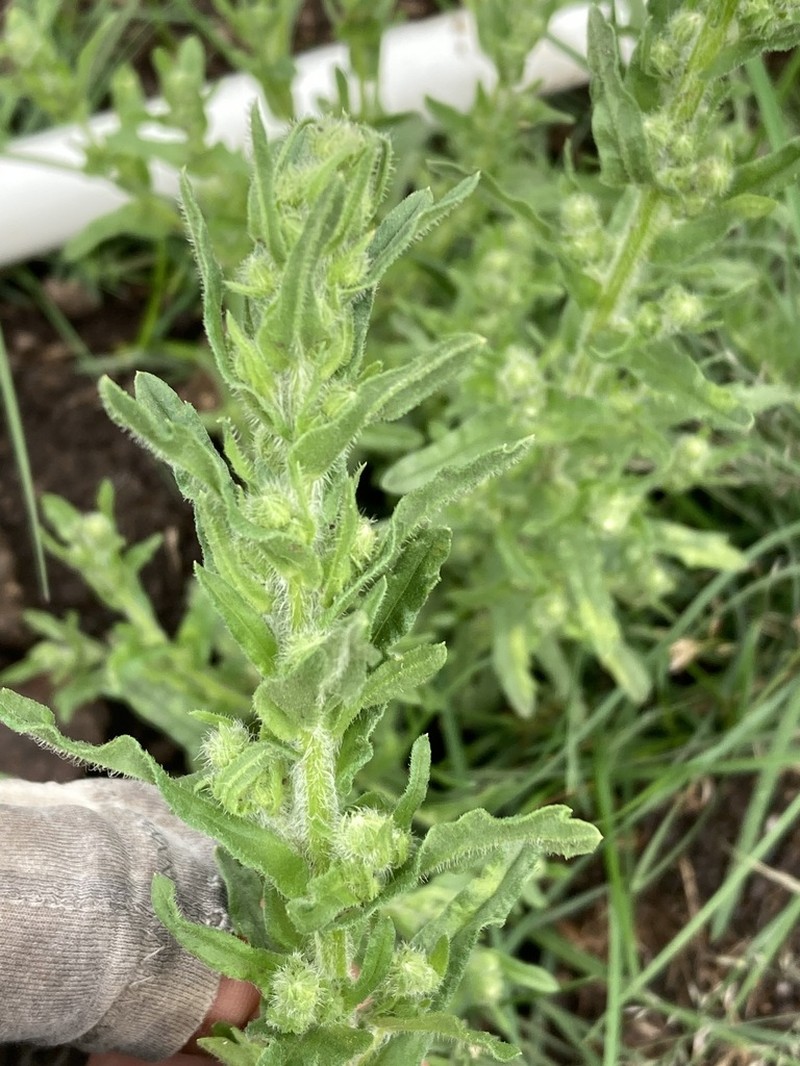 Pineland Horseweed photo 8