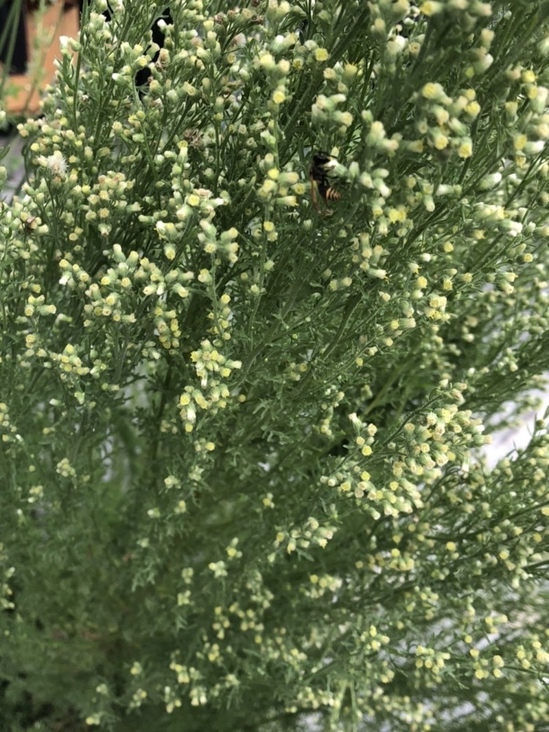 Leafy Horseweed