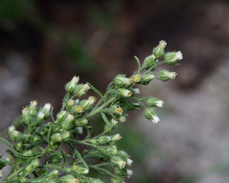 Leafy Horseweed photo 3