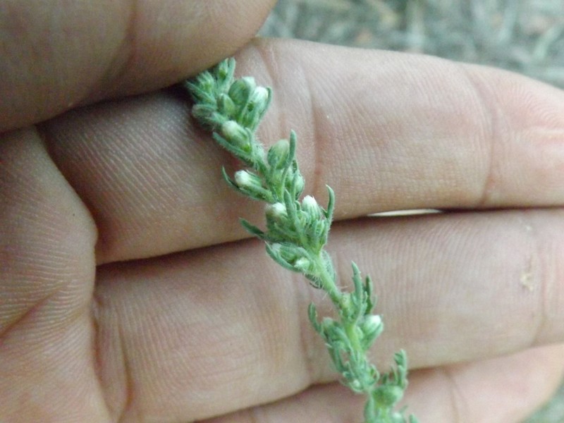 Leafy Horseweed photo 4