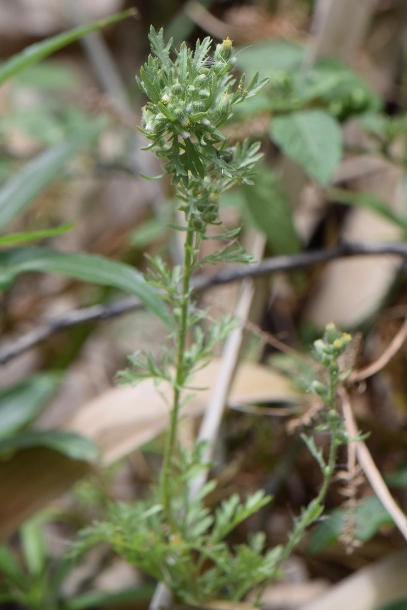 Leafy Horseweed photo 5