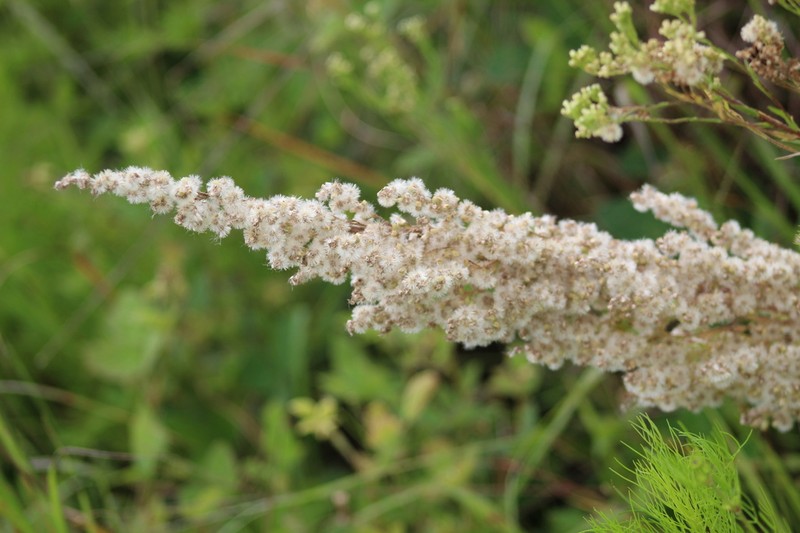 Leafy Horseweed photo 6