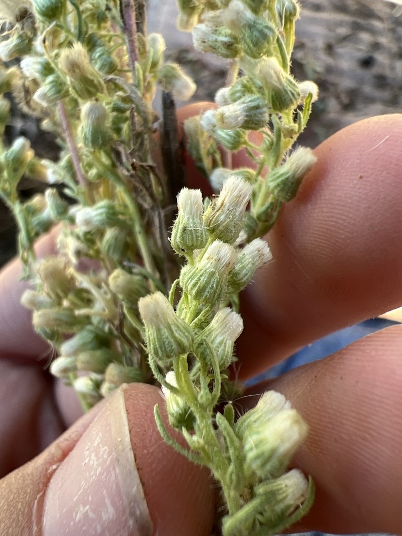 Leafy Horseweed photo 7