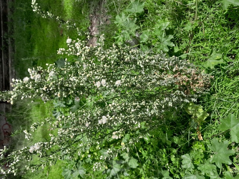Leafy Horseweed photo 8