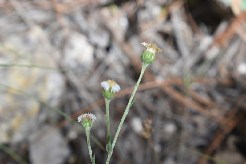 Laennecia spellenbergii