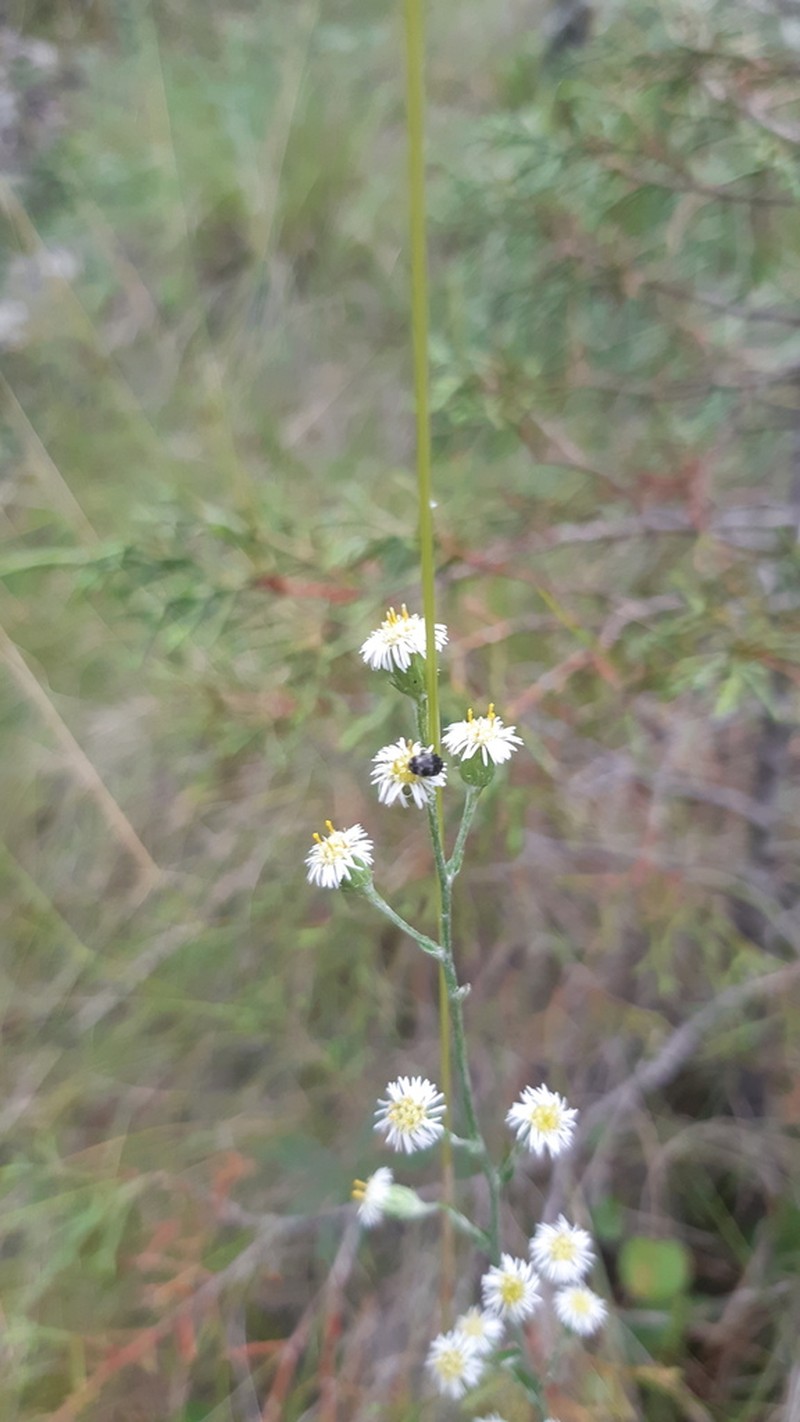 Laennecia spellenbergii photo 2