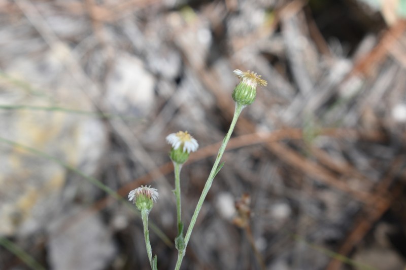 Laennecia spellenbergii photo 3