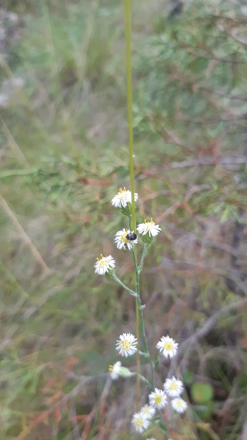 Laennecia spellenbergii photo 4