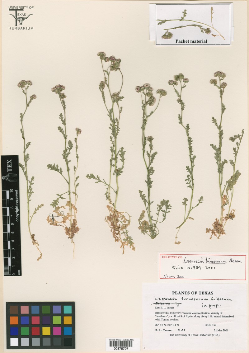 Turner's Horseweed