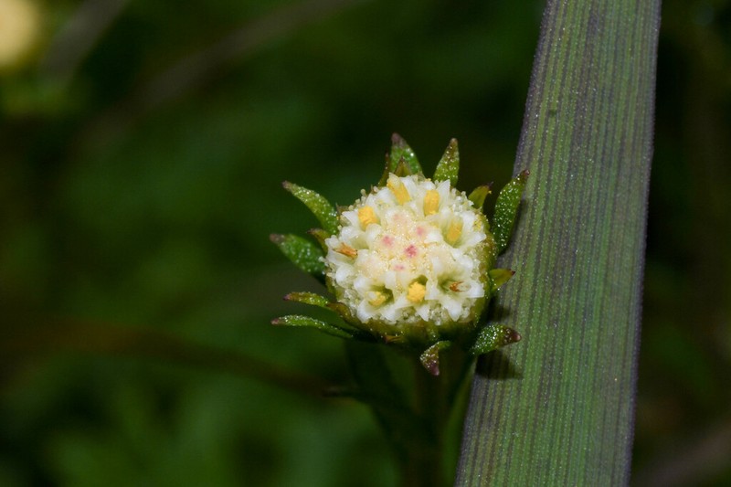 Laestadia costaricensis