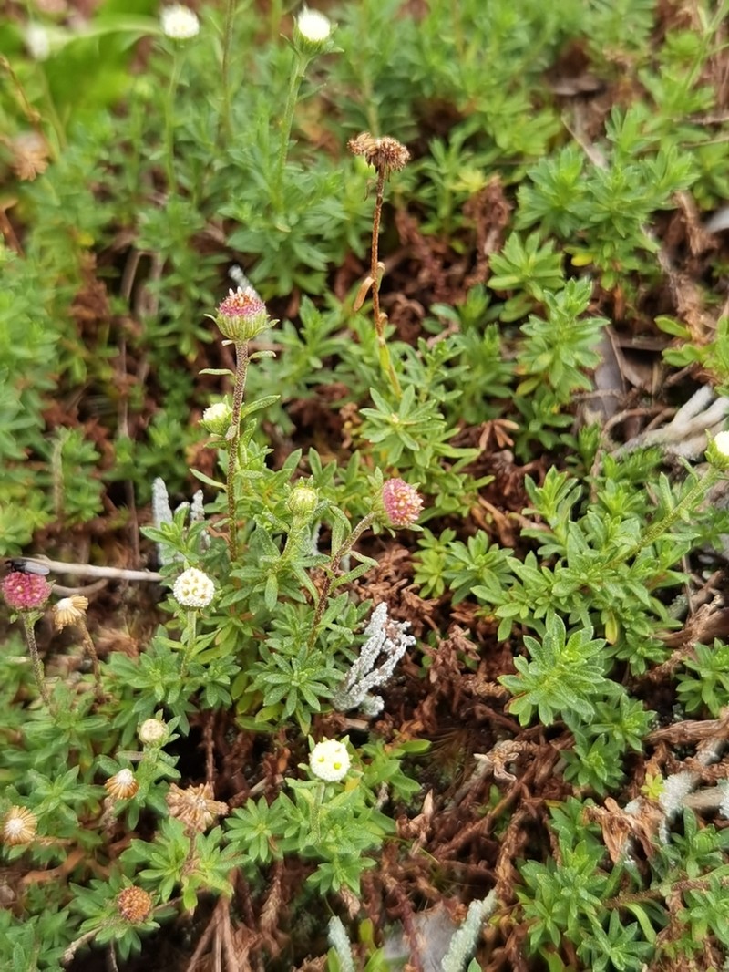 Laestadia costaricensis photo 2