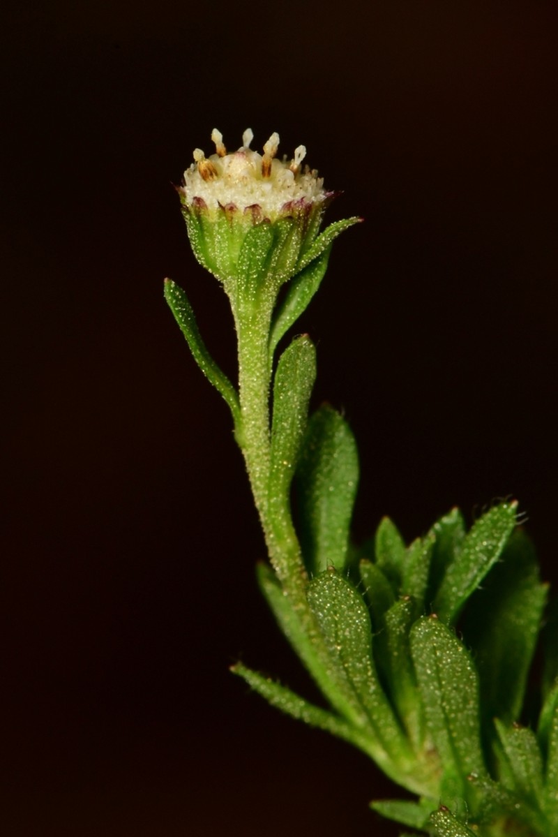 Laestadia costaricensis photo 3