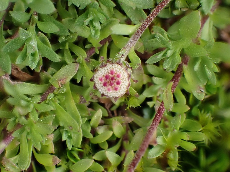 Laestadia costaricensis photo 4