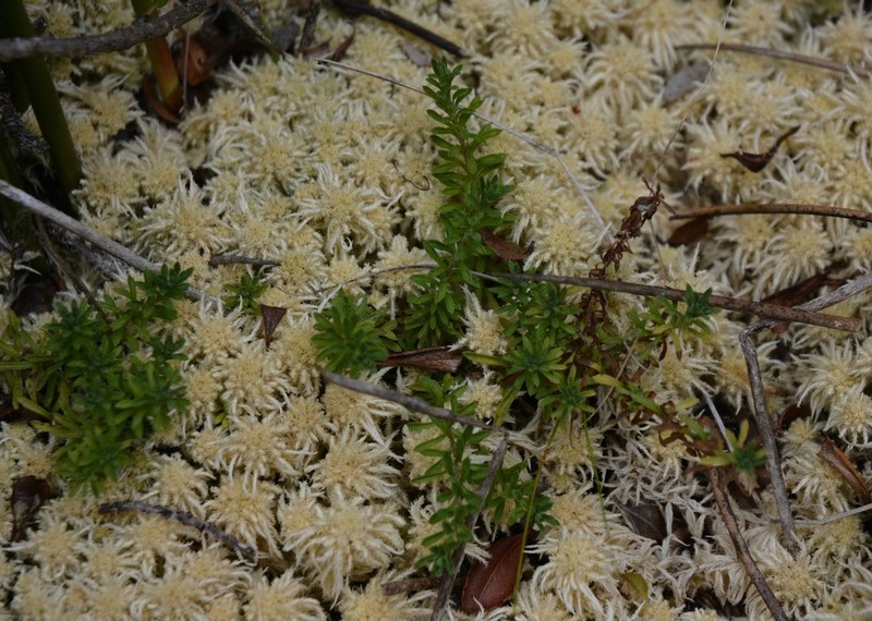Laestadia costaricensis photo 5