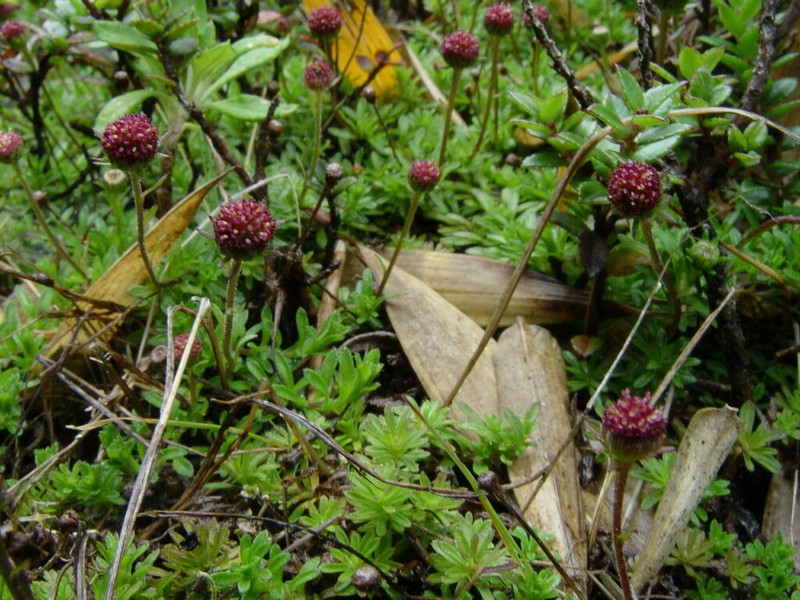 Laestadia costaricensis photo 6