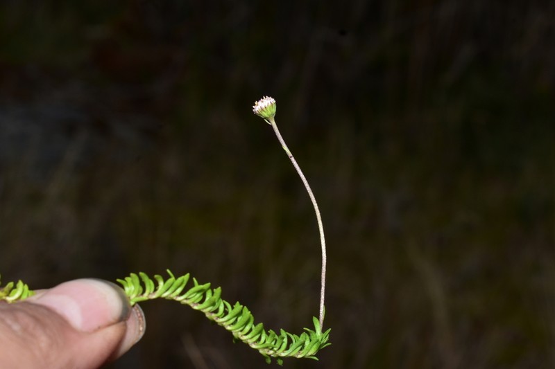 Laestadia lechleri