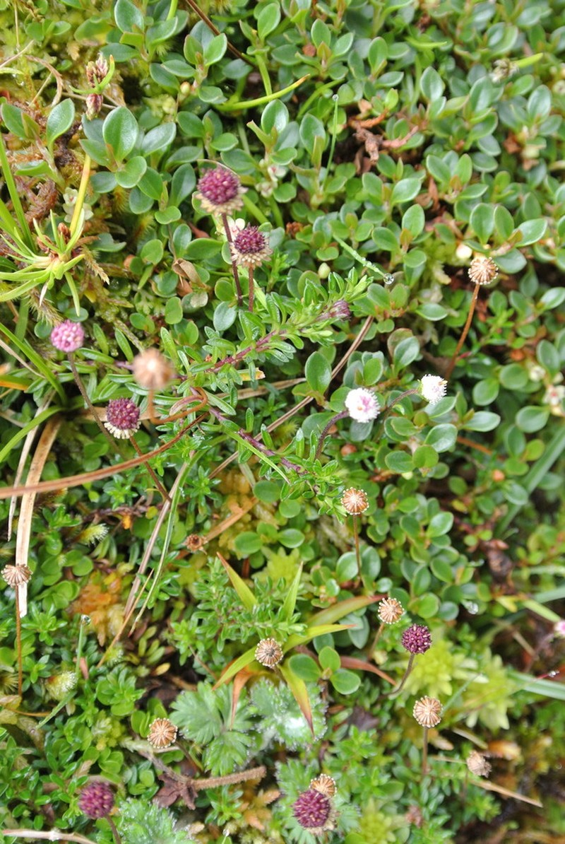 Laestadia lechleri photo 2