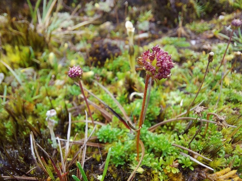 Laestadia lechleri photo 4