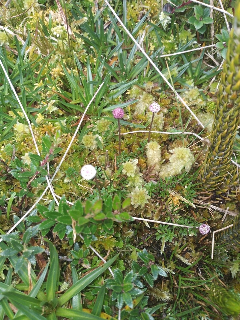 Laestadia lechleri photo 5