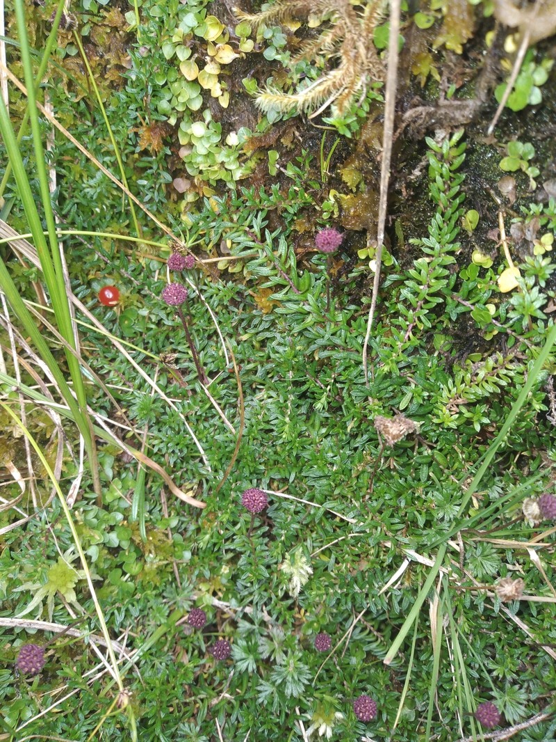 Laestadia lechleri photo 6