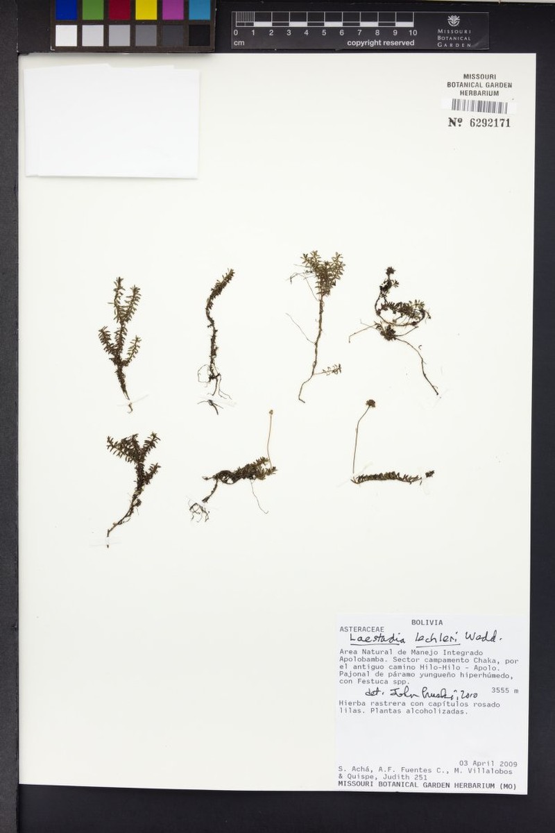 Laestadia lechleri photo 7