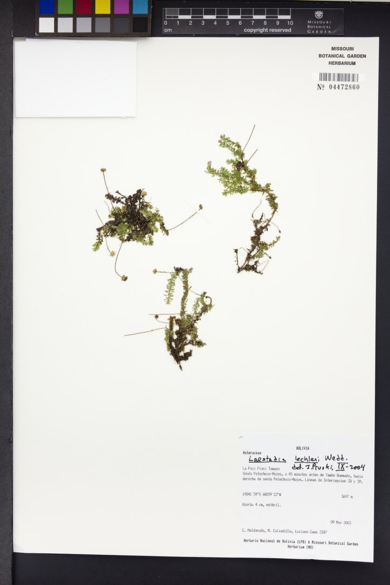 Laestadia lechleri photo 8