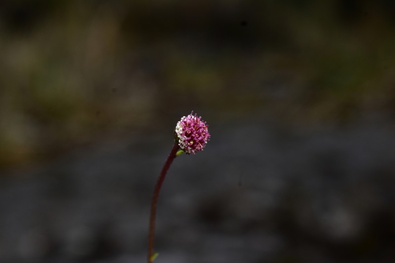 Laestadia muscicola