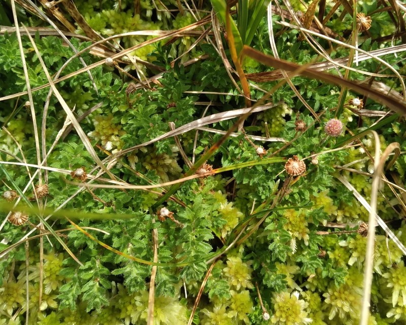 Laestadia muscicola photo 2
