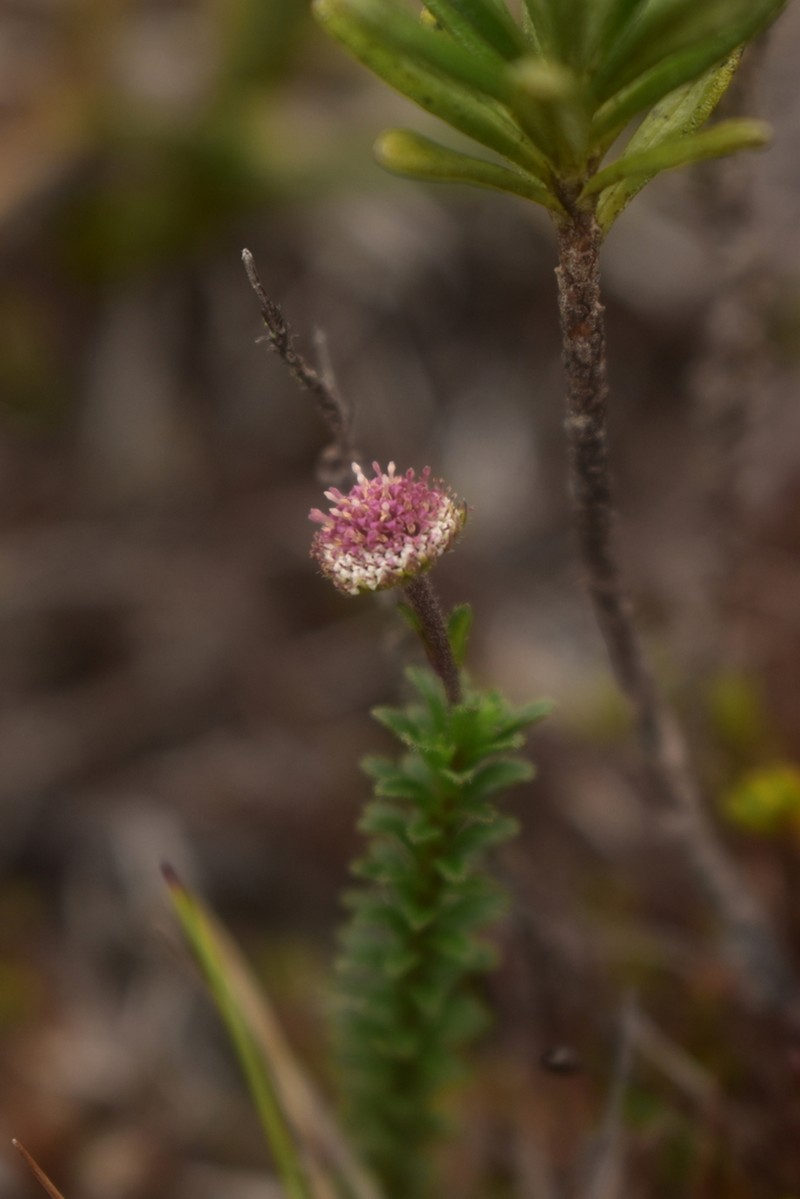 Laestadia pinifolia