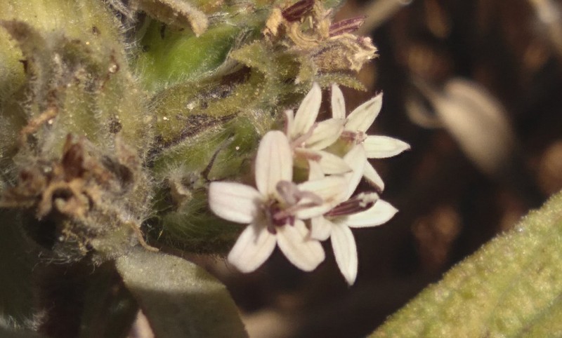 Lagascea angustifolia